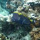 87- Poisson-coffre ponctue 